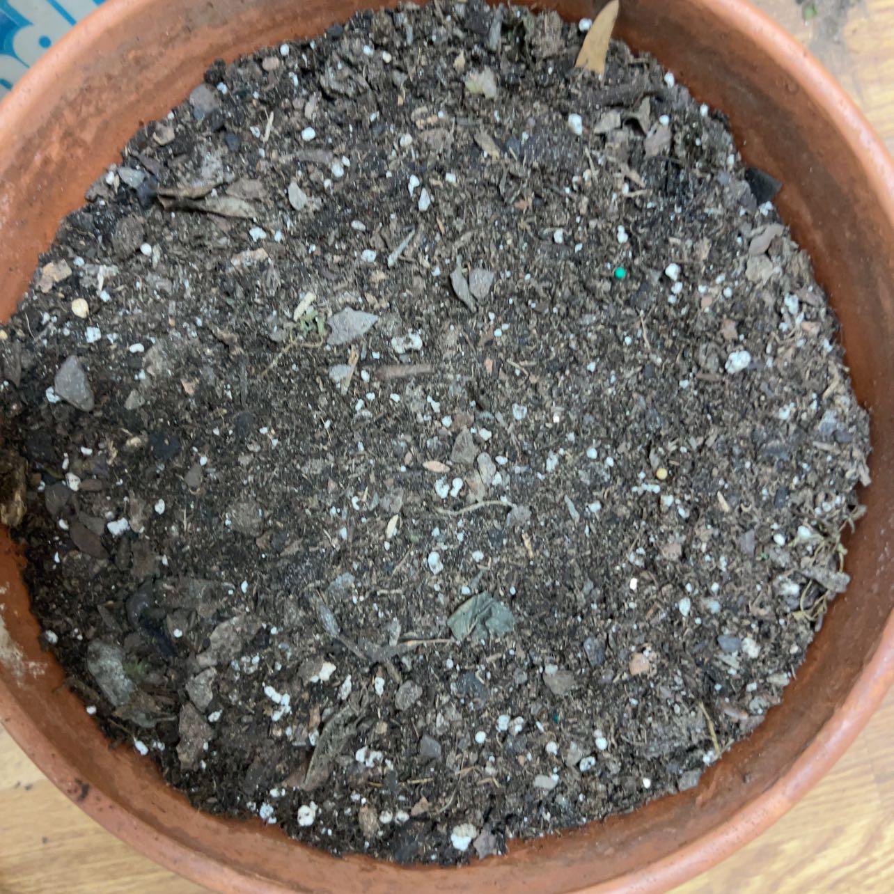Photo of the plant species Sage Bush by @WholeFanmoss named Taylor Swift on Greg, the plant care app