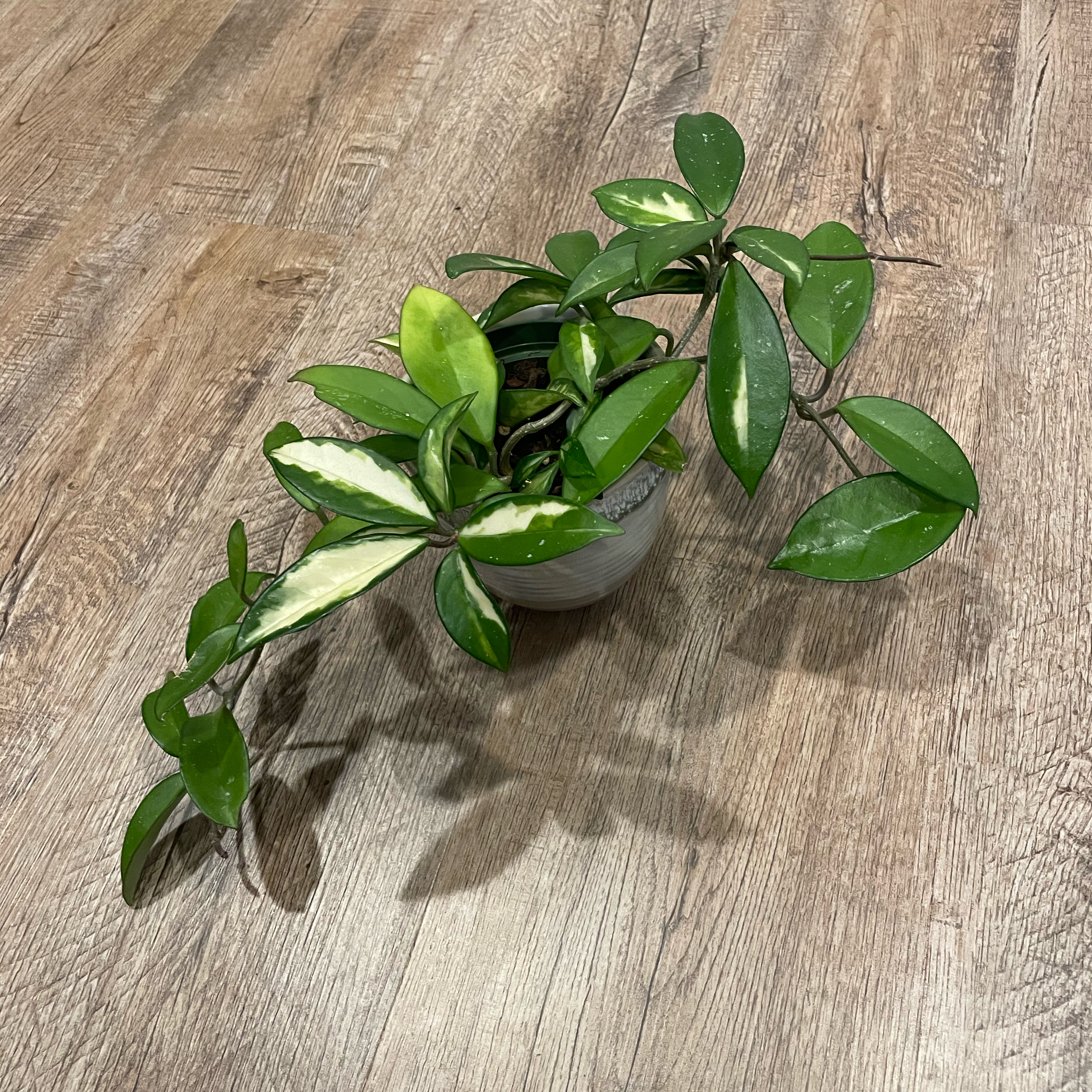 Hoya carnosa