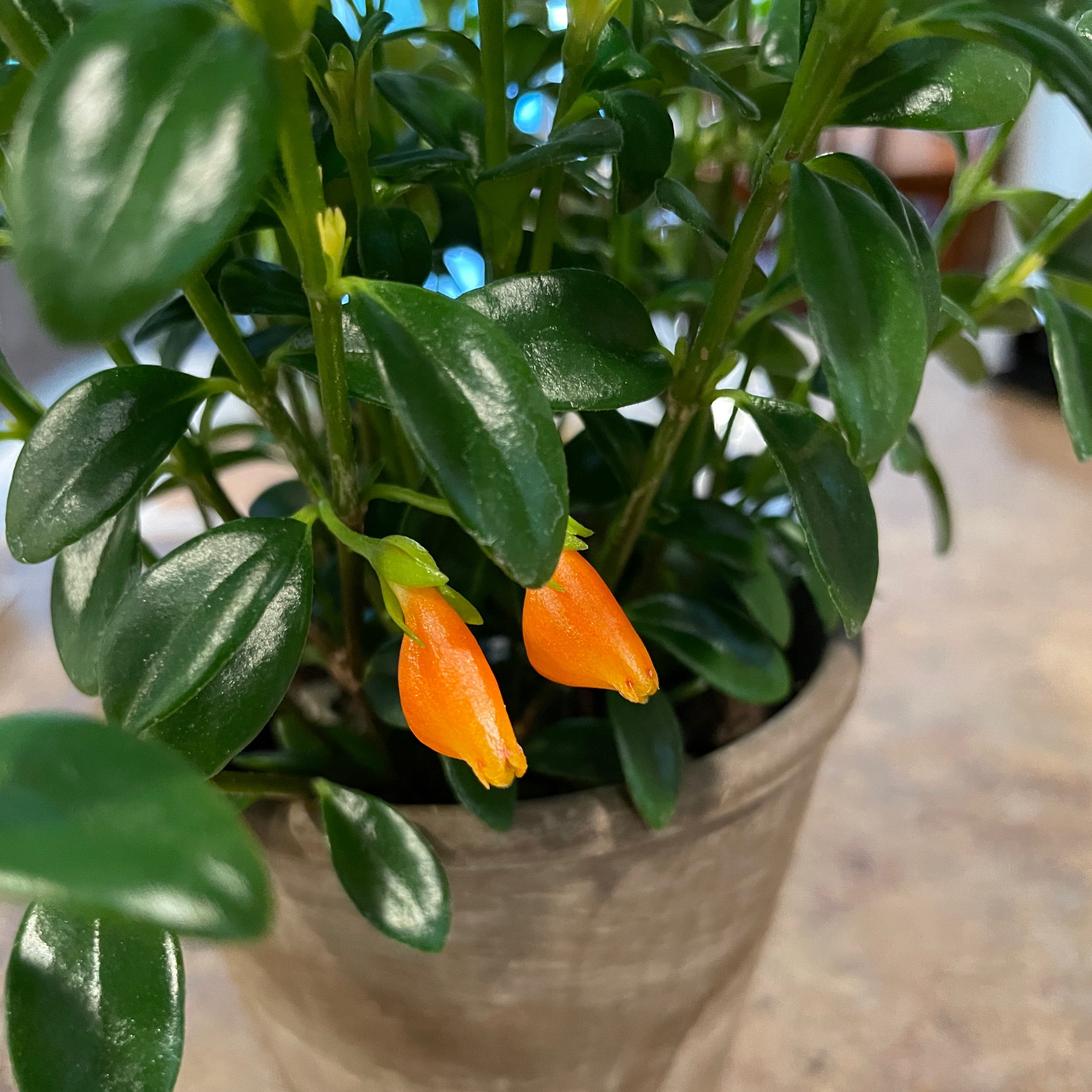 Goldfish Plant with vibrant green leaves and bright orange flowers in a pot.