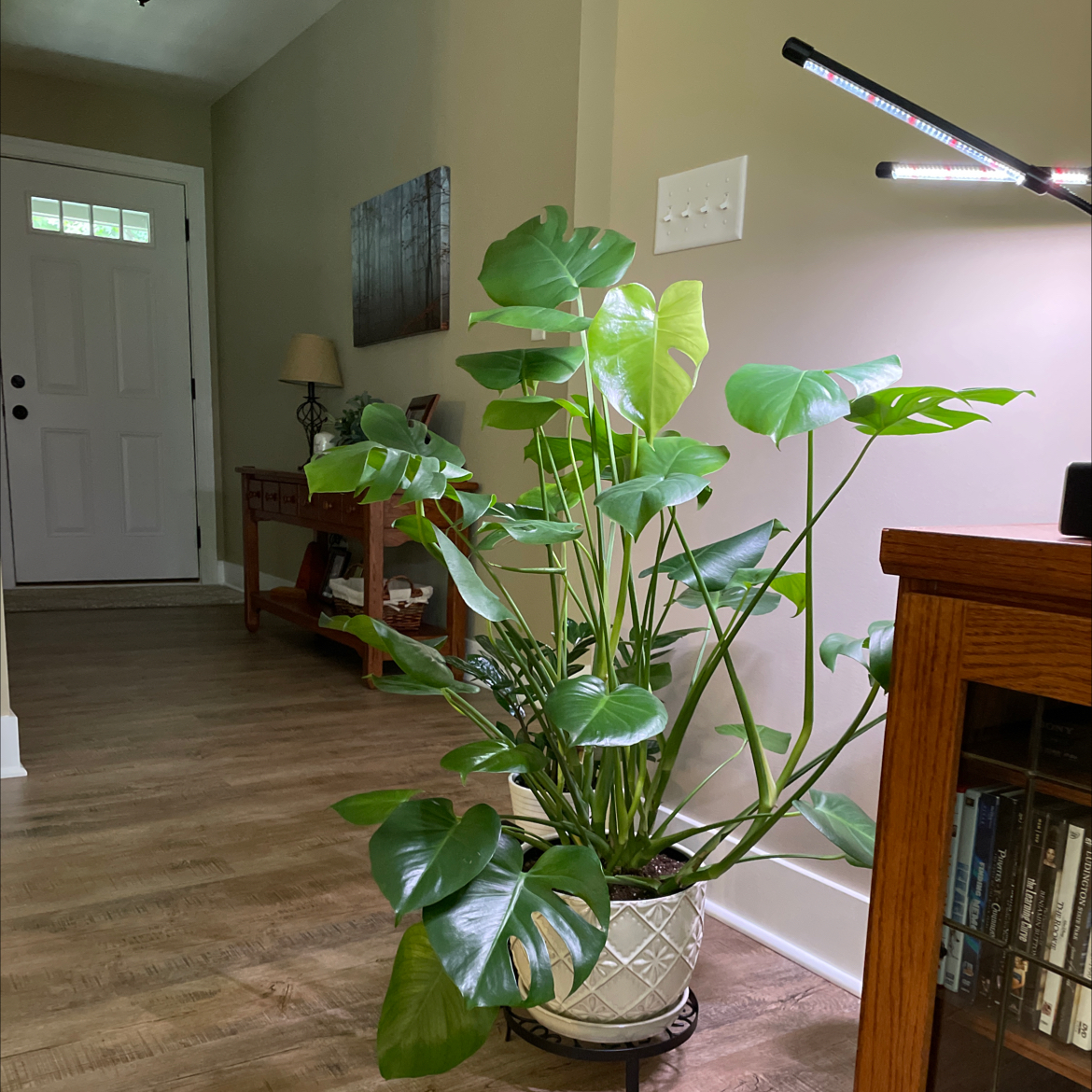 Monstera plant photo by @Judy named Beckham on Greg, the plant care app.