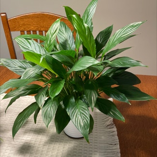 Peace Lily plant in Ludington, Michigan