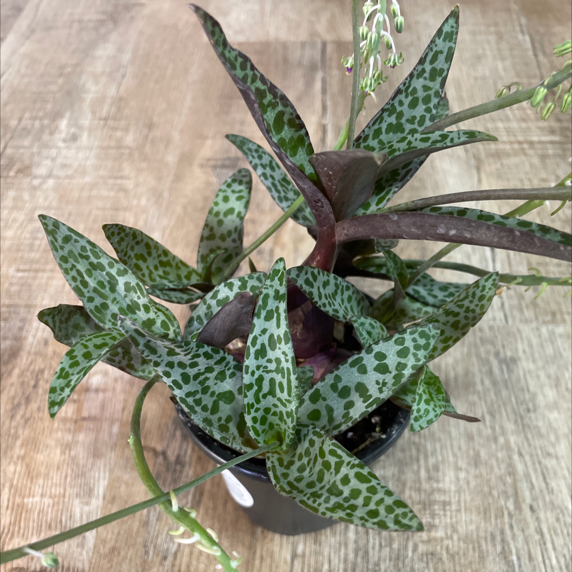 Silver Squill plant with spotted leaves in a small pot on a wooden surface.