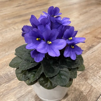 African Violet plant in Ludington, Michigan
