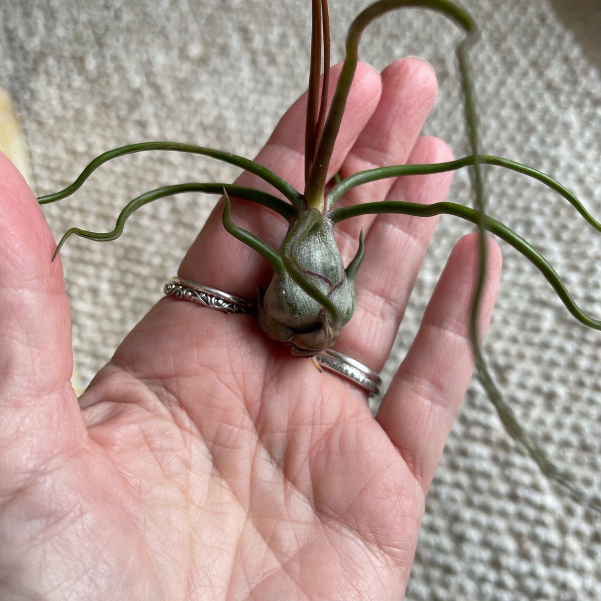 Bulbosa Air Plant held in a person's hand, showing healthy green leaves.