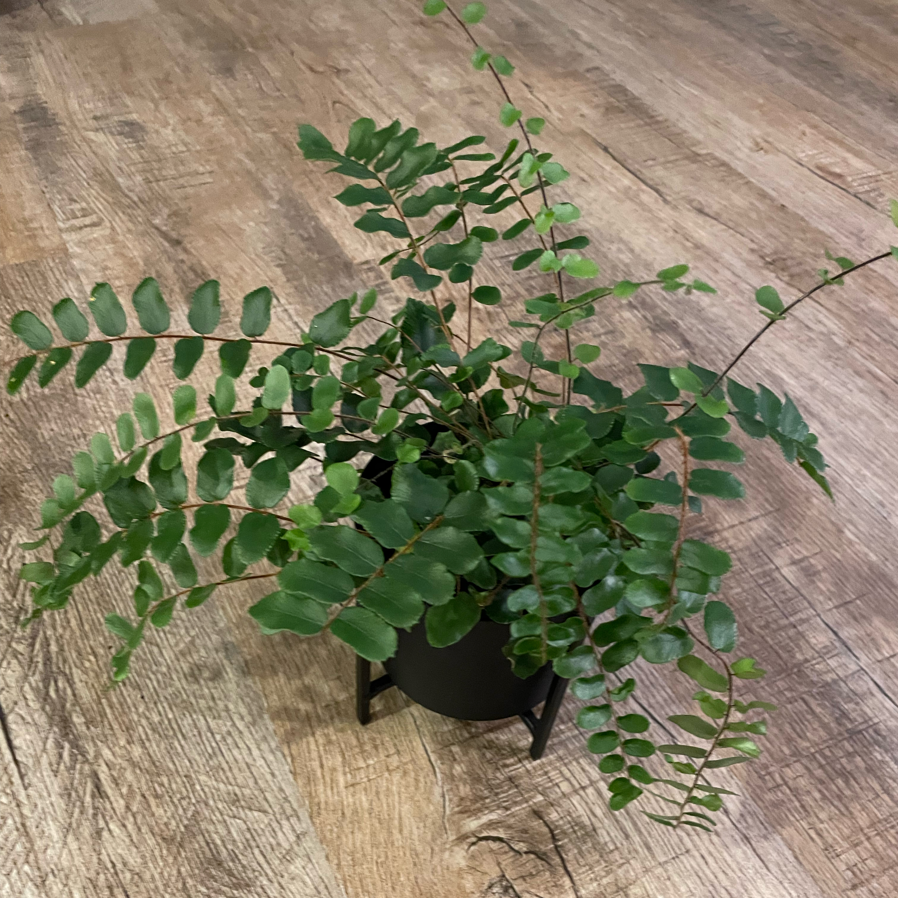 Pellaea rotundifolia plant in a pot on a wooden floor, appearing healthy with green leaves.