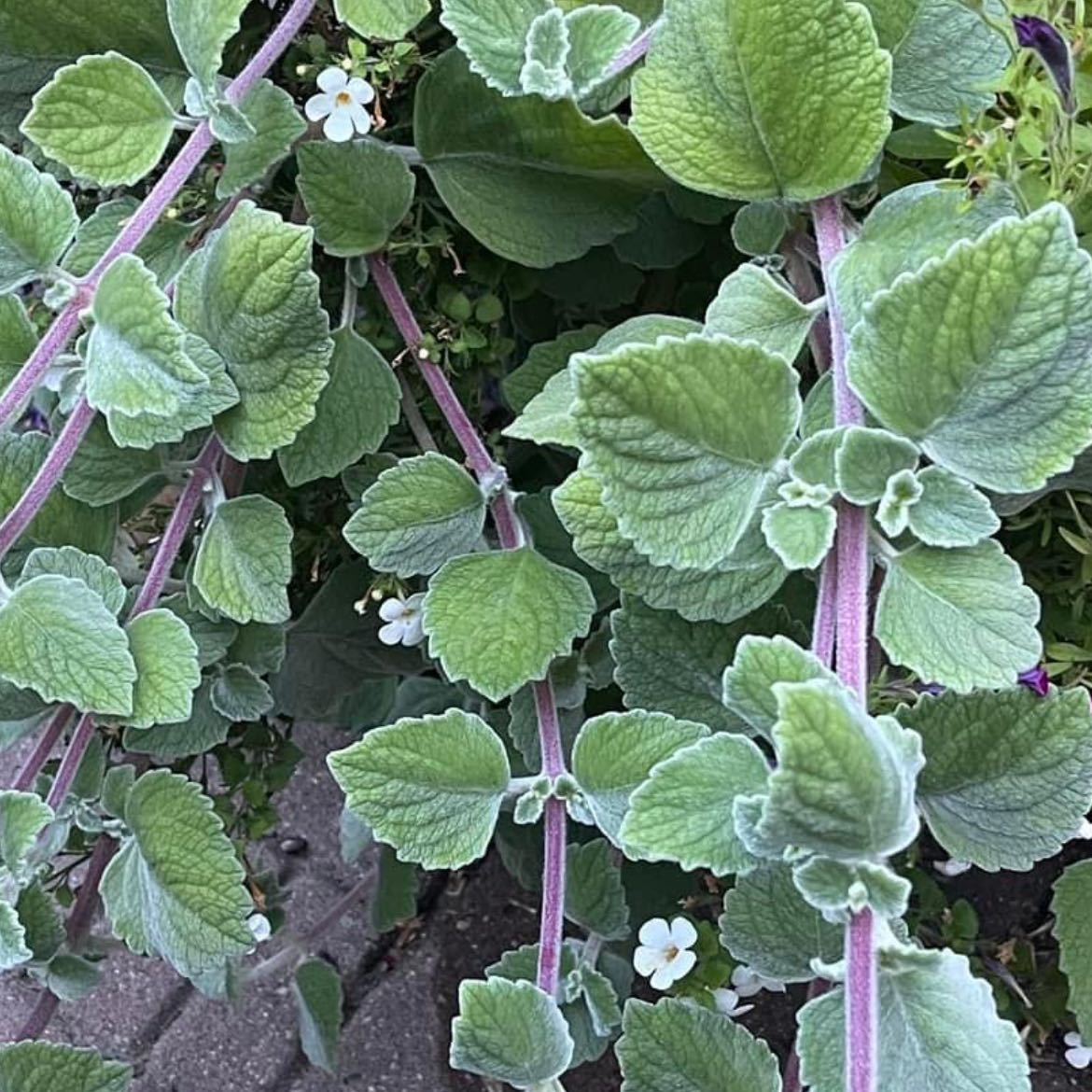 Apple Mint plant with green fuzzy leaves, purple stems, and small white flowers.