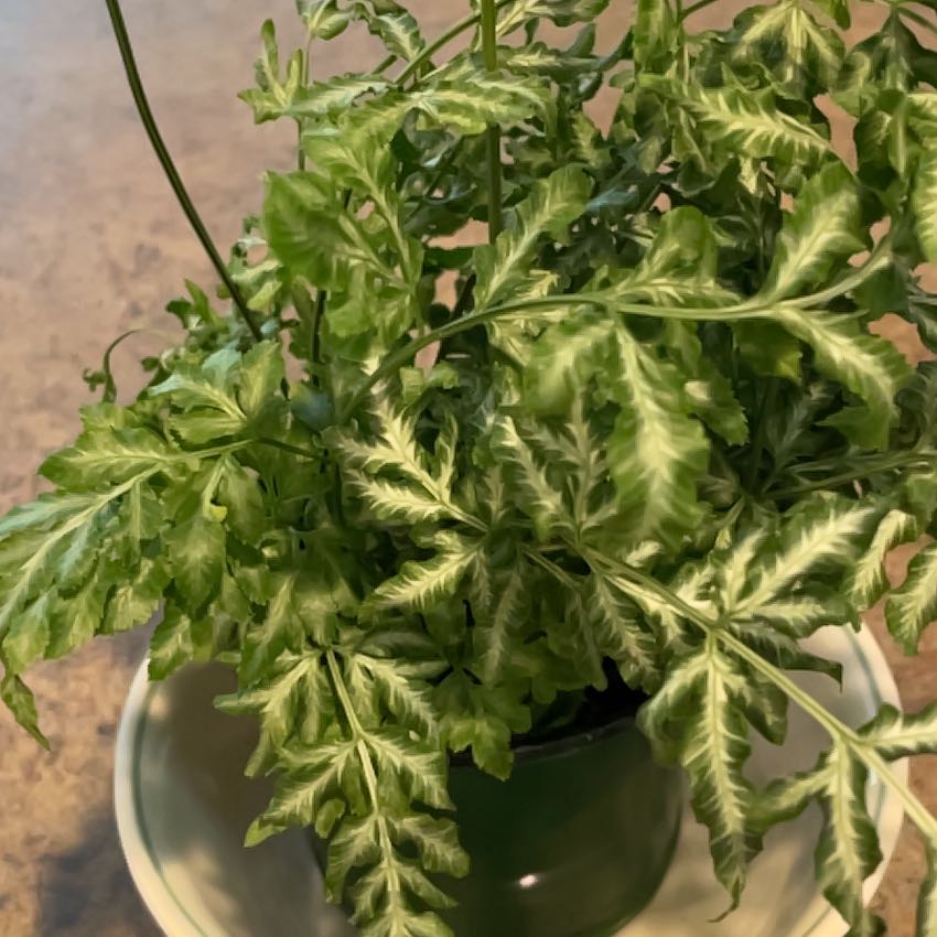 Brake Fern plant in a pot with healthy green leaves.