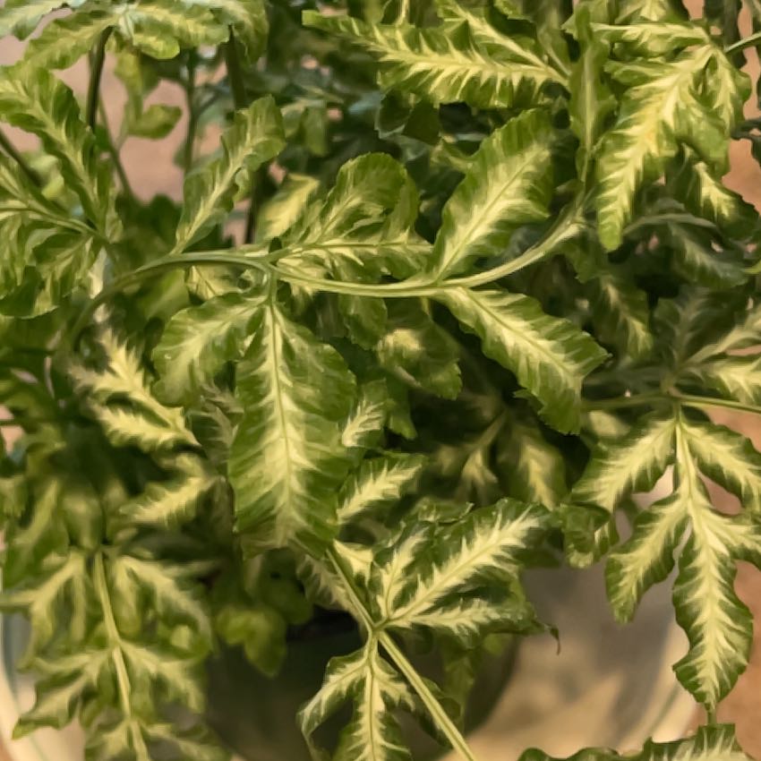 Close-up of a healthy Brake Fern with vibrant green leaves and distinct patterns.