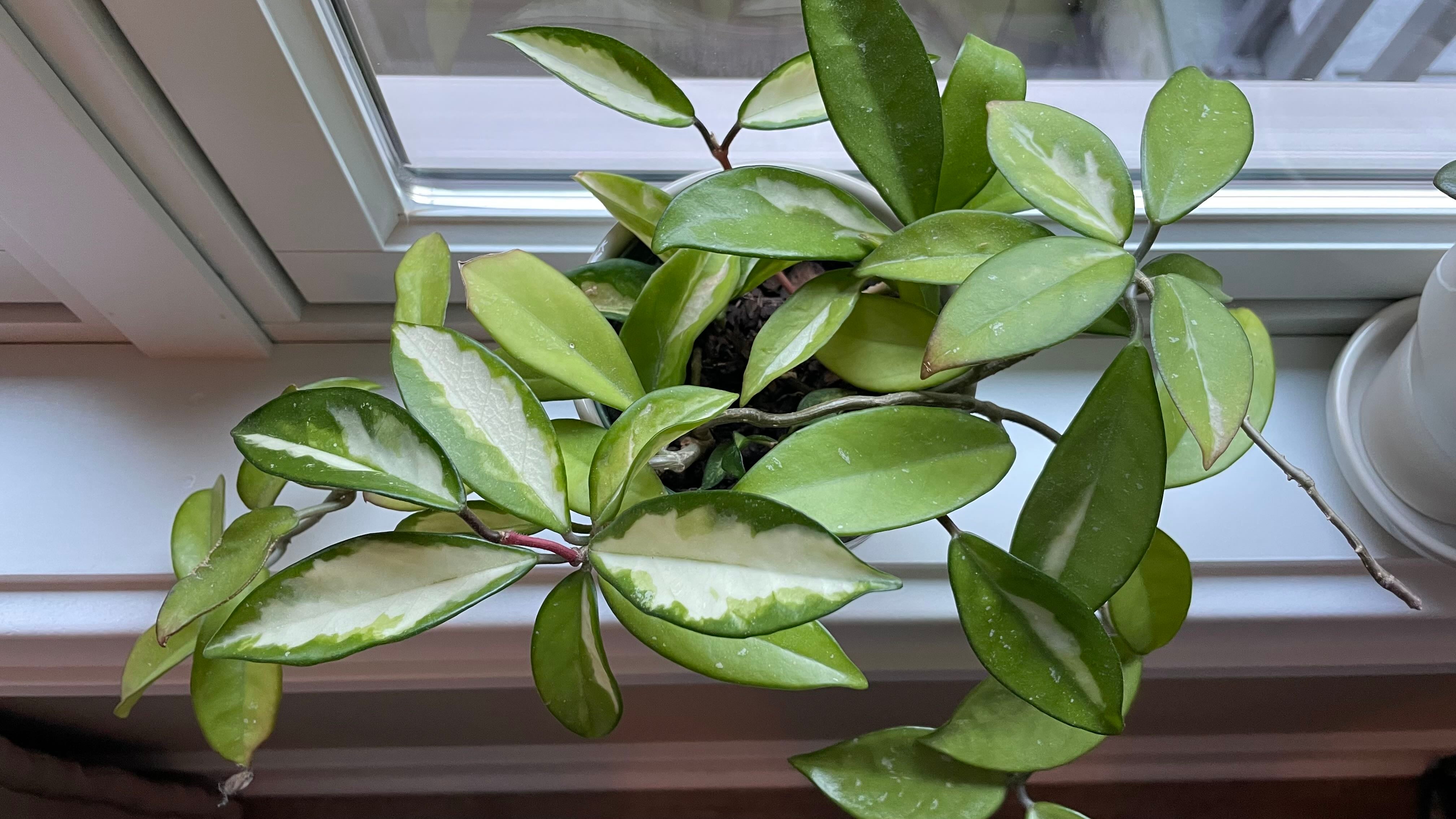 Hoya carnosa ‘Argentea Princess’ Hoya Argentea Princess (4 Leaves)