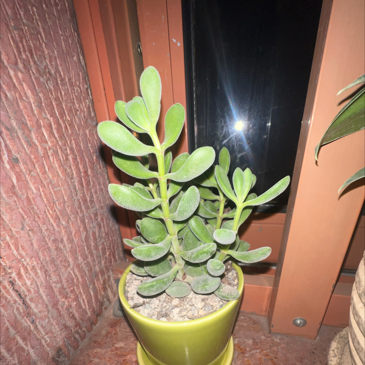 Photo of the plant species Crassula rogersii by @WhizYuzu named Rihanna on Greg, the plant care app