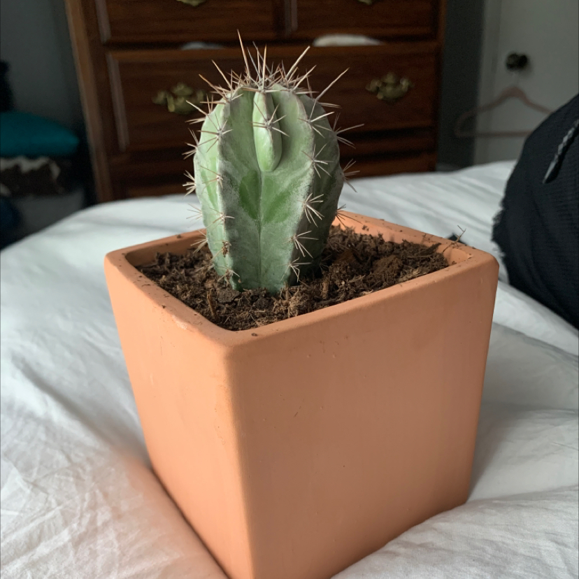 Photo of the plant species Chiotilla by @GentlemanBanana named Ozmo on Greg, the plant care app