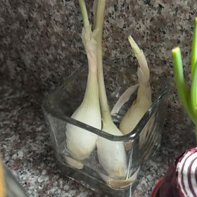Photo of the plant species Globe Onion by @ThePlantMommy named Dolores on Greg, the plant care app