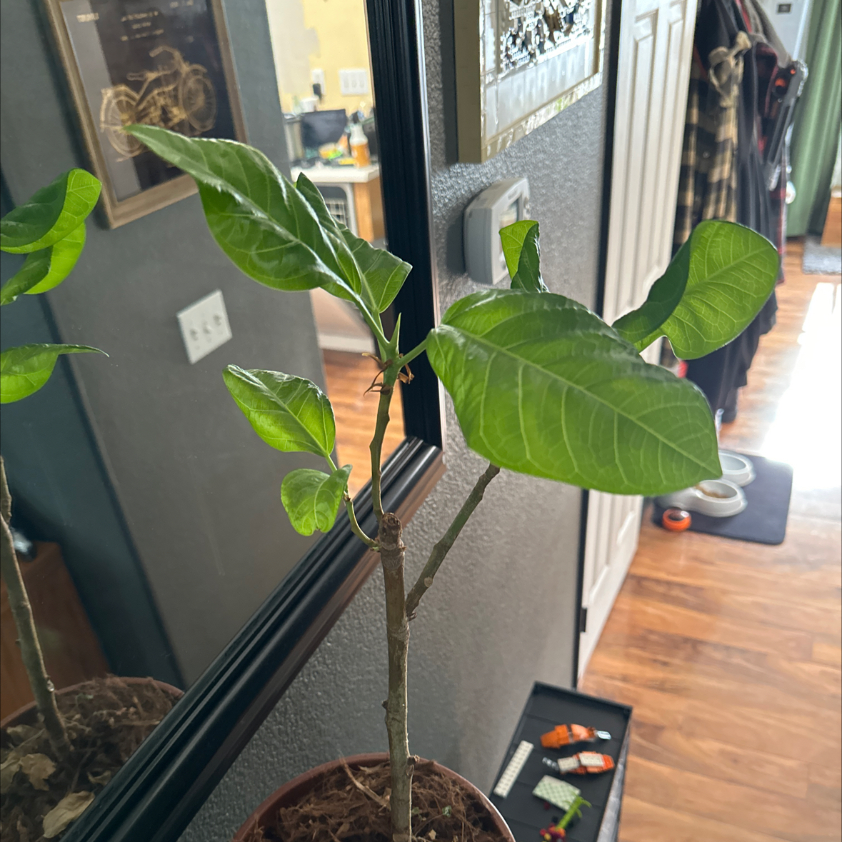 Young Florida Strangler Fig plant in a pot with healthy green leaves indoors near a mirror.