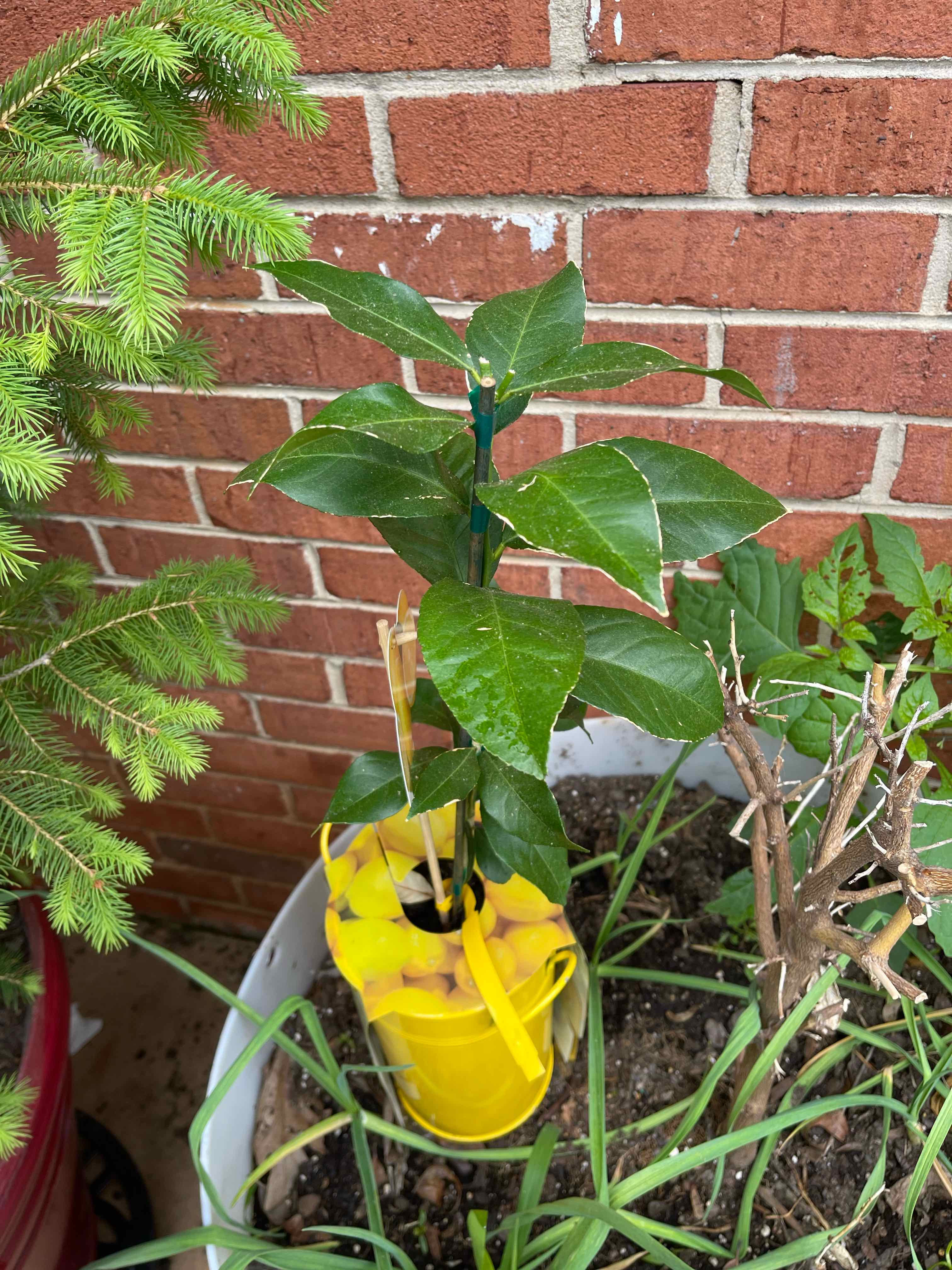 Christmas Berry plant in a yellow container with green leaves, well-framed and healthy.