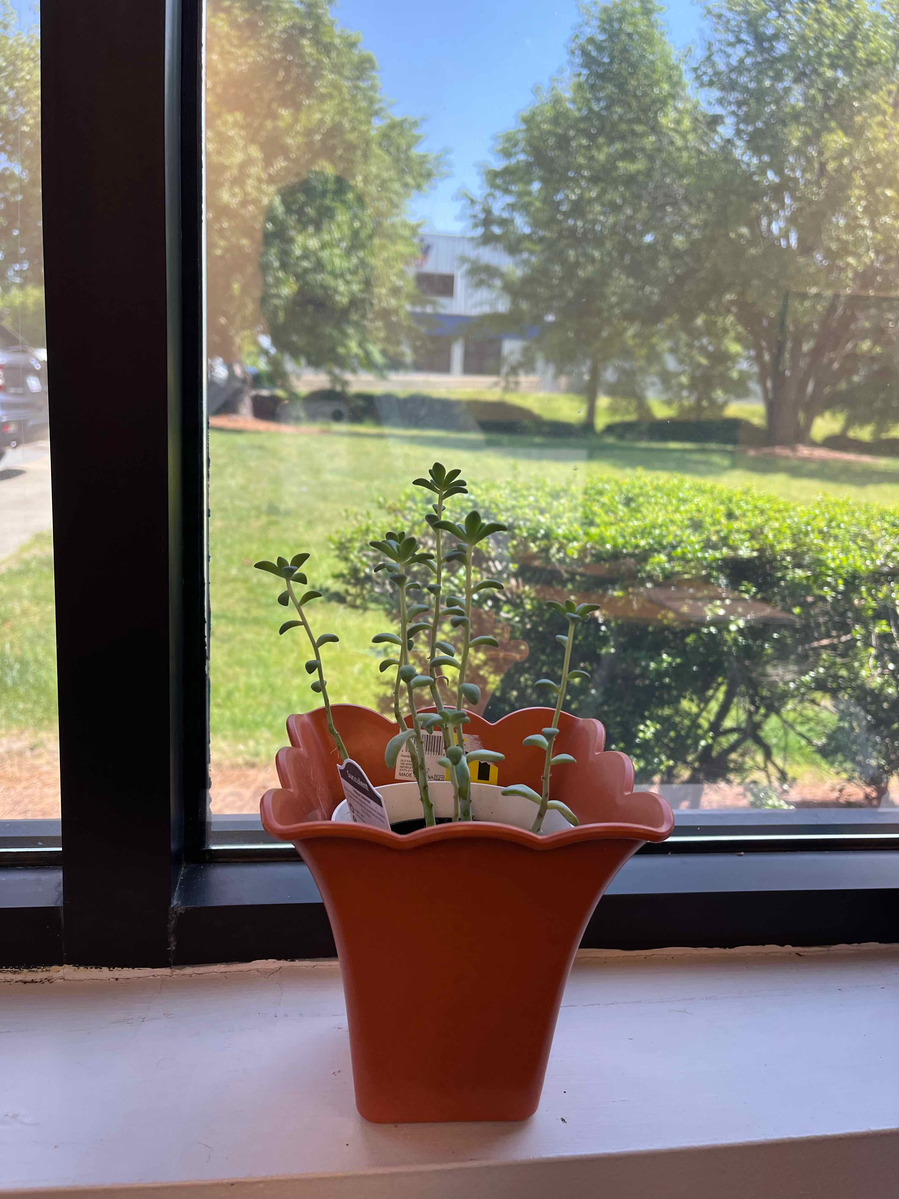 Young Arroyo Lupine plant in a pot on a windowsill with a clear outdoor view.