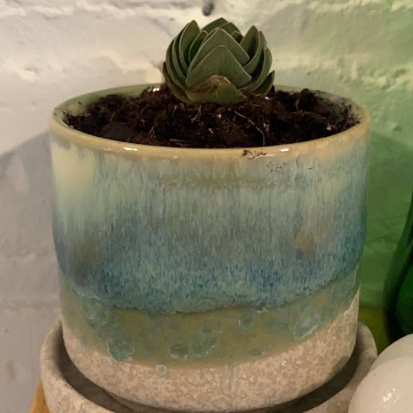 Crassula 'Buddha's Temple' plant in a decorative pot with visible soil.