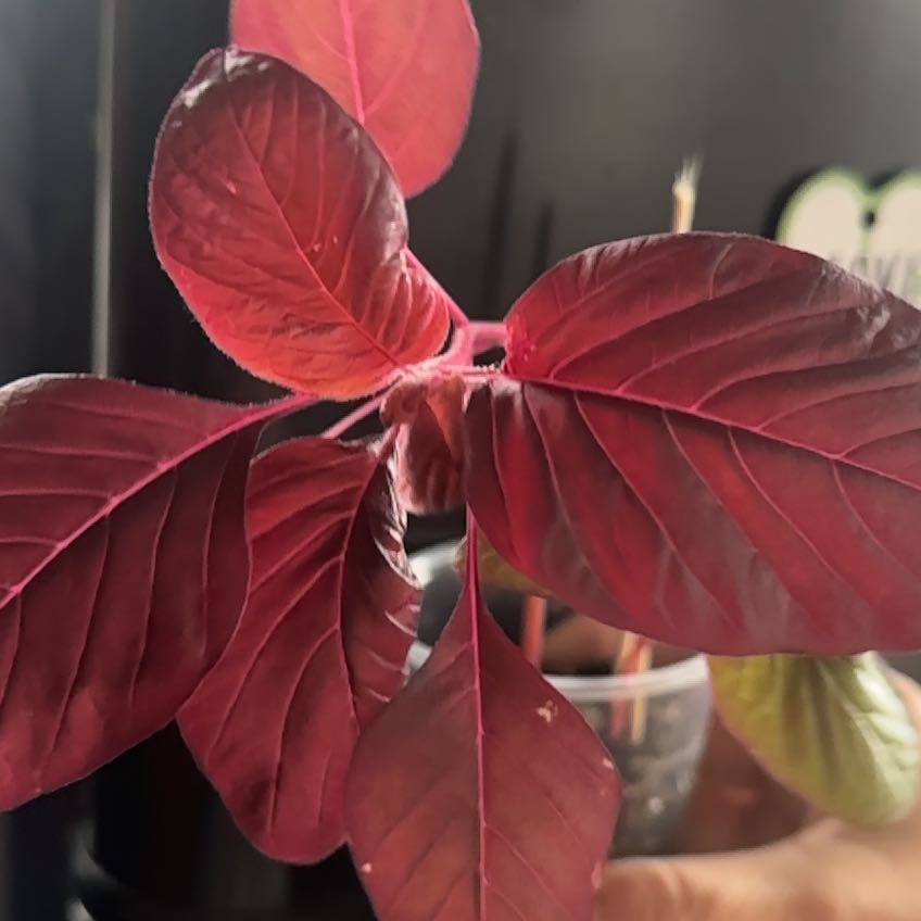 Photo of the plant species Mexican Grain Amaranth by @ZealousRedash named Fernie Mac on Greg, the plant care app