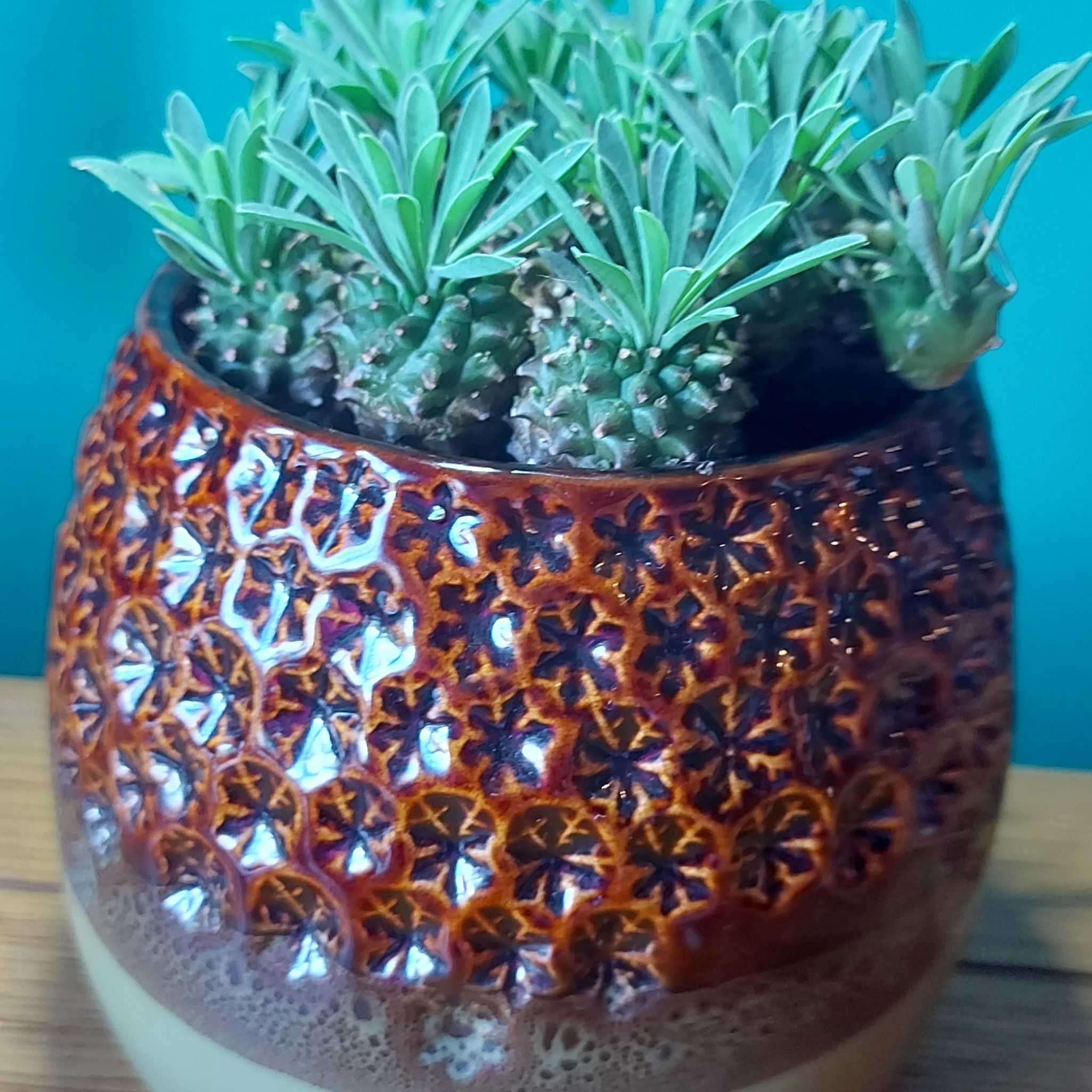 Photo of the plant species Euphorbia japonica by @Beaurealis named Jap on Greg, the plant care app