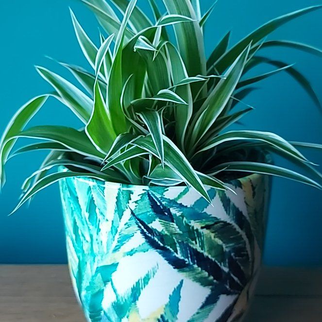 Photo of the plant species Ocean Spider Plant by @Beaurealis named Oceania on Greg, the plant care app