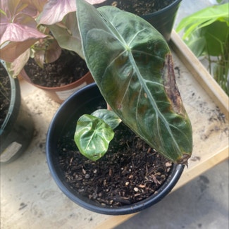 Alocasia ‘Red Secret’ plant in Bellflower, California