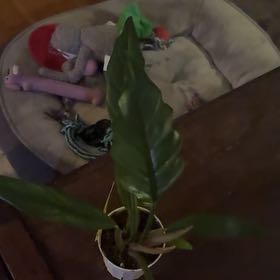 Photo of the plant species Philodendron Caramel Pluto by @NiceJavamoss named Messi on Greg, the plant care app