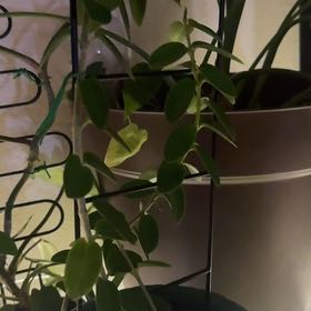 Photo of the plant species Hoya cummingiana sp. Bruno Purworejo by @NiceJavamoss named Navajo on Greg, the plant care app