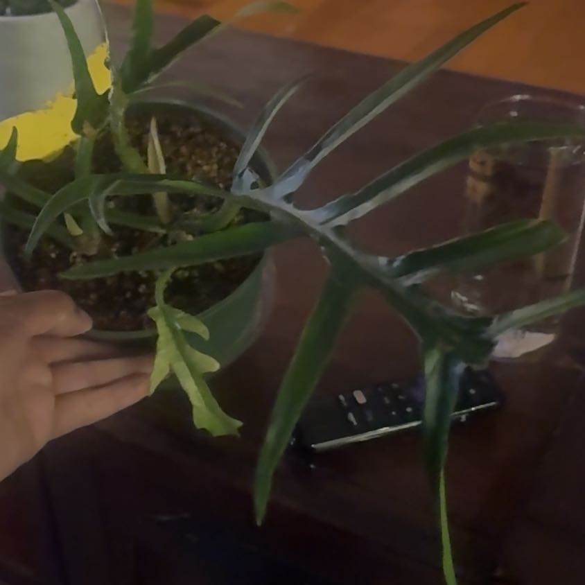 Photo of the plant species Philodendron tortum by @NiceJavamoss named Ulysses S Plant on Greg, the plant care app