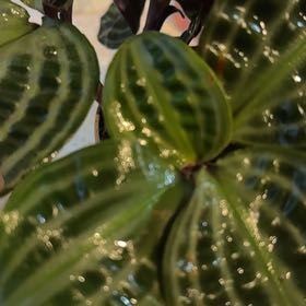 Photo of the plant species Jungle diva 'Roxie' by @NiceJavamoss named Roxie on Greg, the plant care app