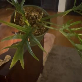 Photo of the plant species Philodendron tortum by @NiceJavamoss named Muhammad Ali on Greg, the plant care app