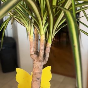 Photo of the plant species Dragon Tree by @NiceJavamoss named Robert Plant on Greg, the plant care app