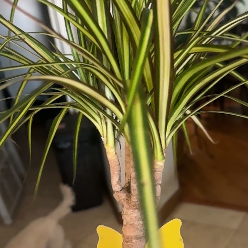 Photo of the plant species Dragon Tree by @NiceJavamoss named Bigleef Smalls on Greg, the plant care app