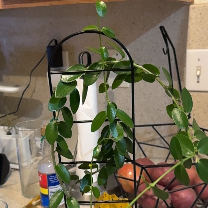 Photo of the plant species Hoya cummingiana sp. Bruno Purworejo by @NiceJavamoss named Michelle Branch on Greg, the plant care app