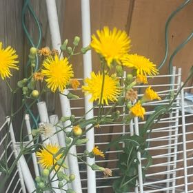 Photo of the plant species Slender Sowthistle by @ZarfGarlic named Achilles on Greg, the plant care app