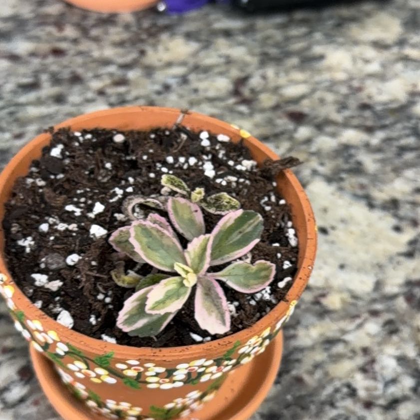 Photo of the plant species Plectranthus Neochilus by @ZarfGarlic named Miley on Greg, the plant care app