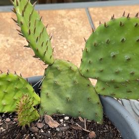 Photo of the plant species Eastern Prickly-Pear Cactus by @ZarfGarlic named ChloroPhil on Greg, the plant care app