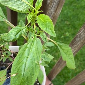 Photo of the plant species Palmer's Amaranth by @ZarfGarlic named Clooney on Greg, the plant care app