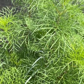Photo of the plant species Dog Fennel by @ZarfGarlic named Harmony on Greg, the plant care app