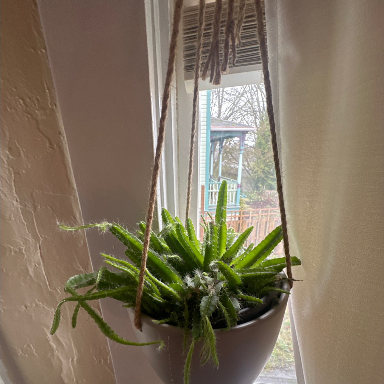 Dog Tail Cactus in a hanging pot near a window, appears healthy.