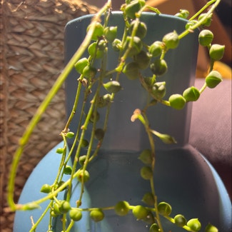 String of Pearls plant in Montréal, Québec