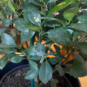 Photo of the plant species Mock Orange by @WizardTupeia named Cal on Greg, the plant care app