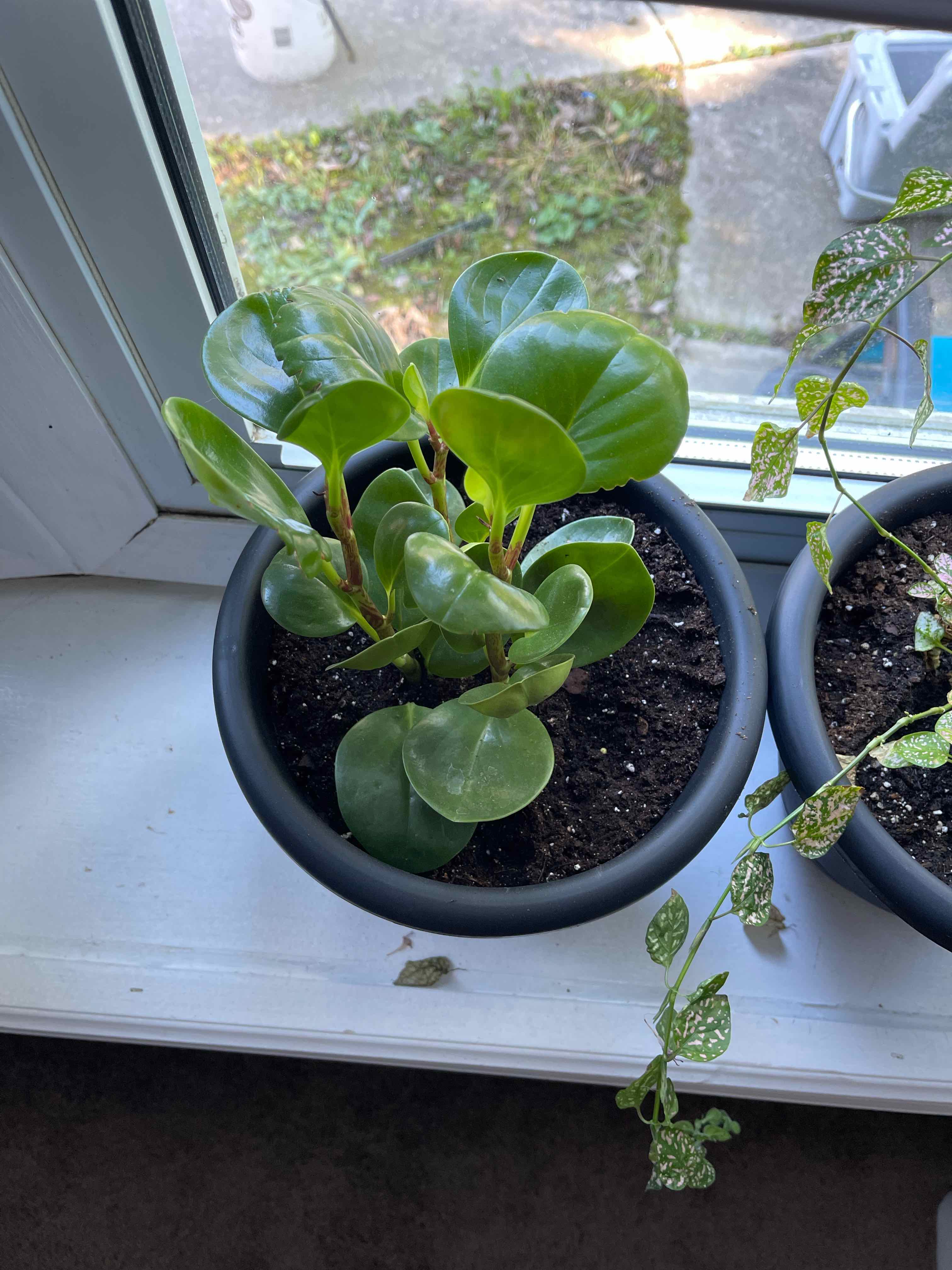 Peperomia Thailand plant in a pot on a windowsill with healthy, glossy green leaves.