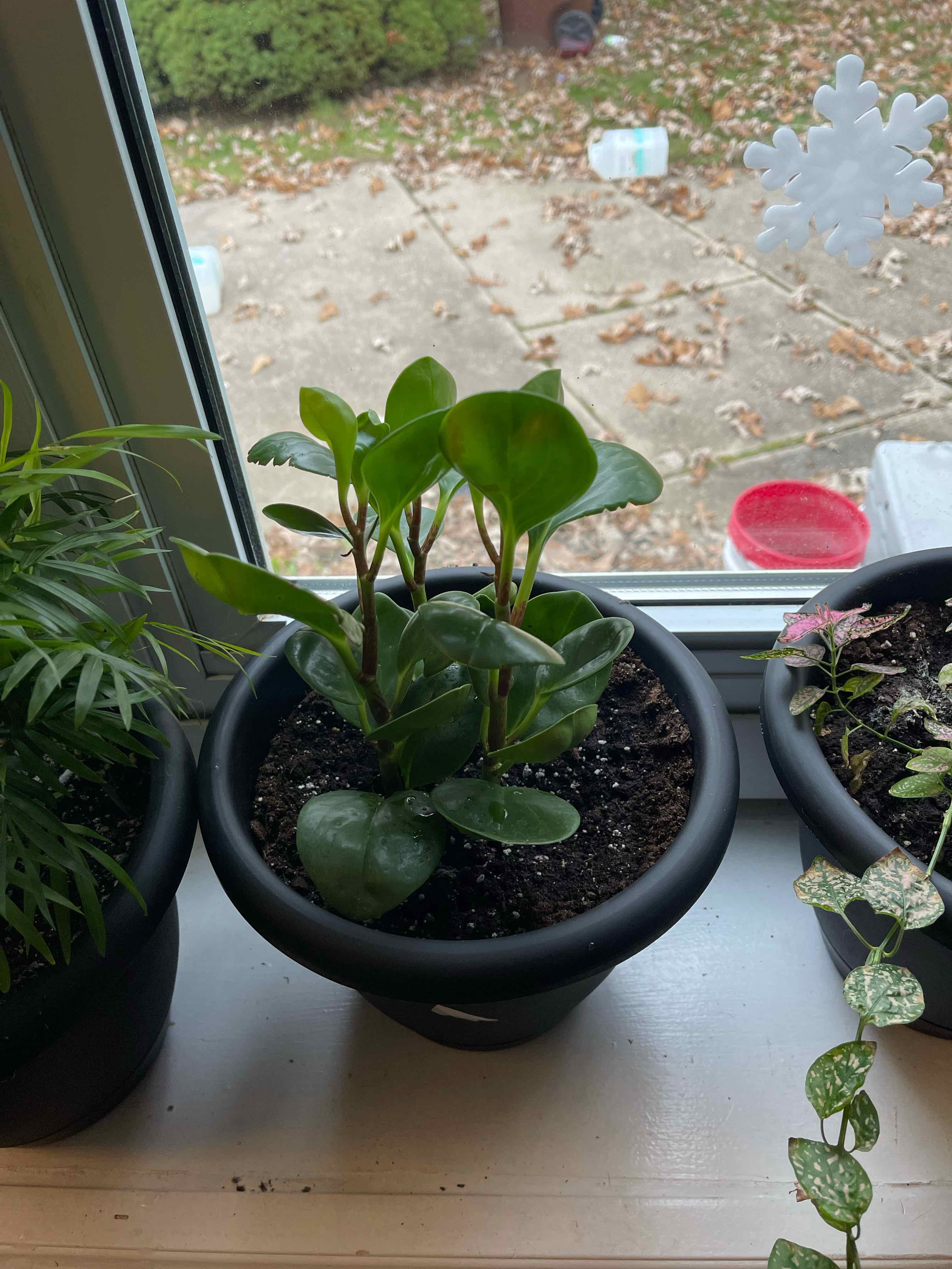 Potted Peperomia Thailand plant on a windowsill with healthy green leaves.