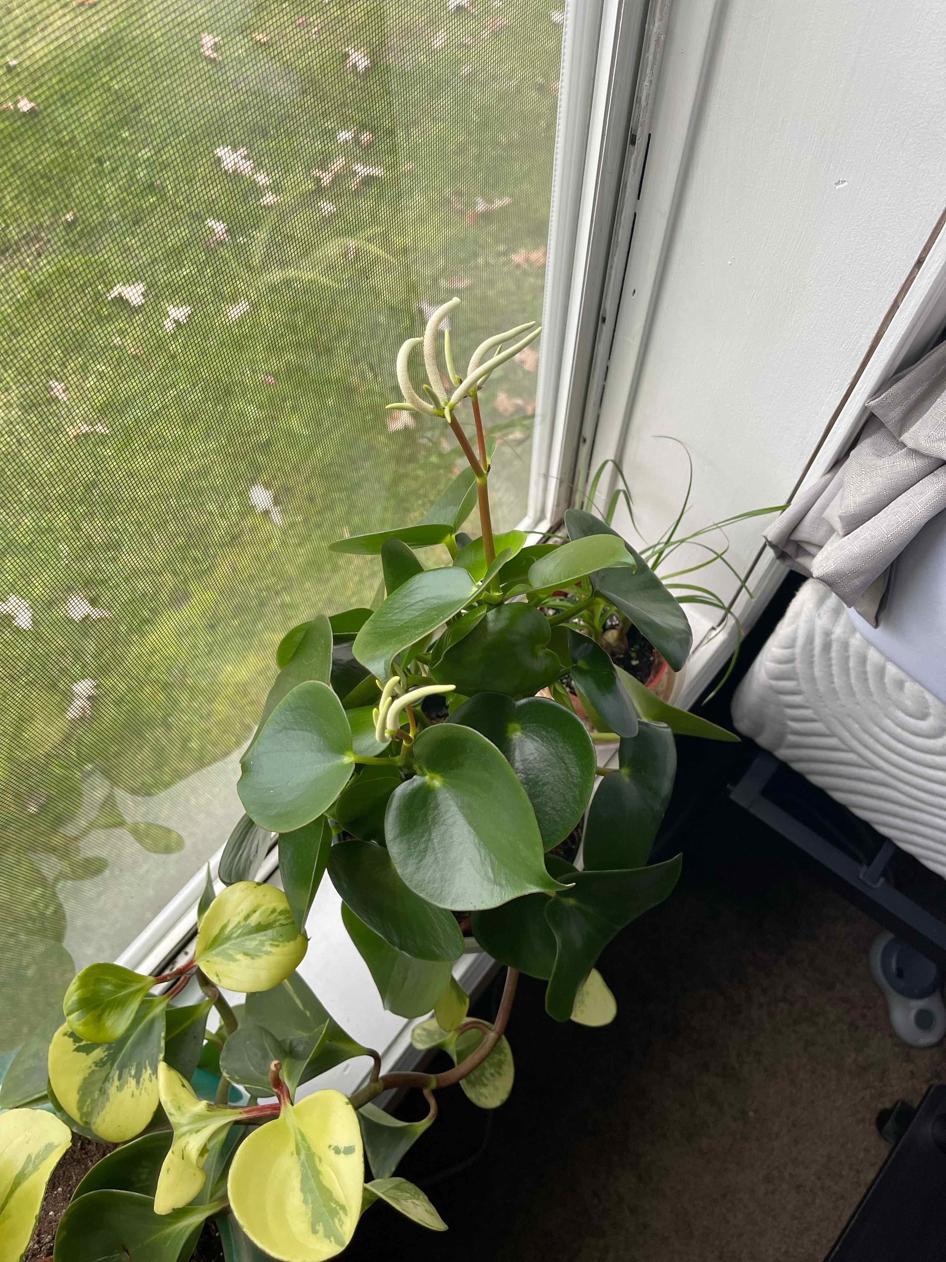 Peperomia Thailand plant near a window with healthy green leaves.