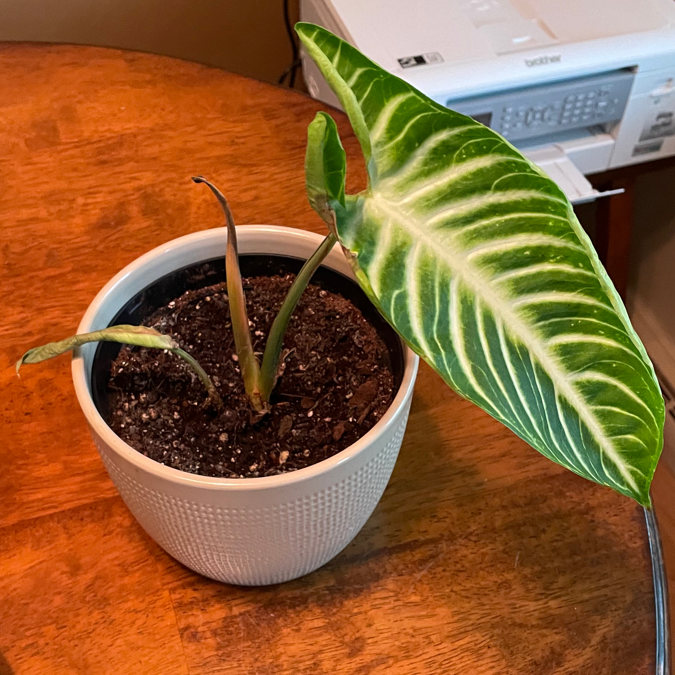 Potted Caladium lindenii 'Magnificum' with one large healthy leaf and several smaller wilted leaves.