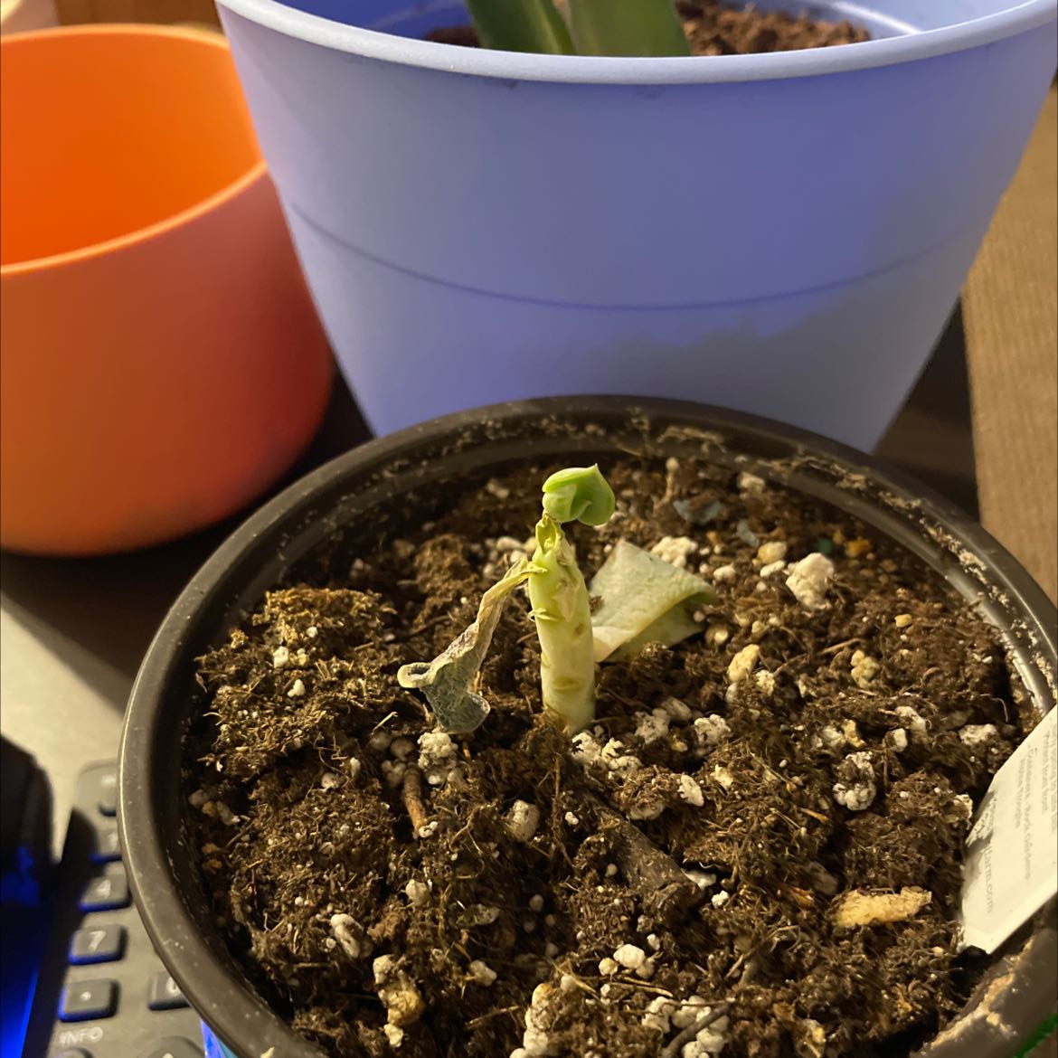A small Ghost Echeveria plant in poor health with visible soil in a pot.