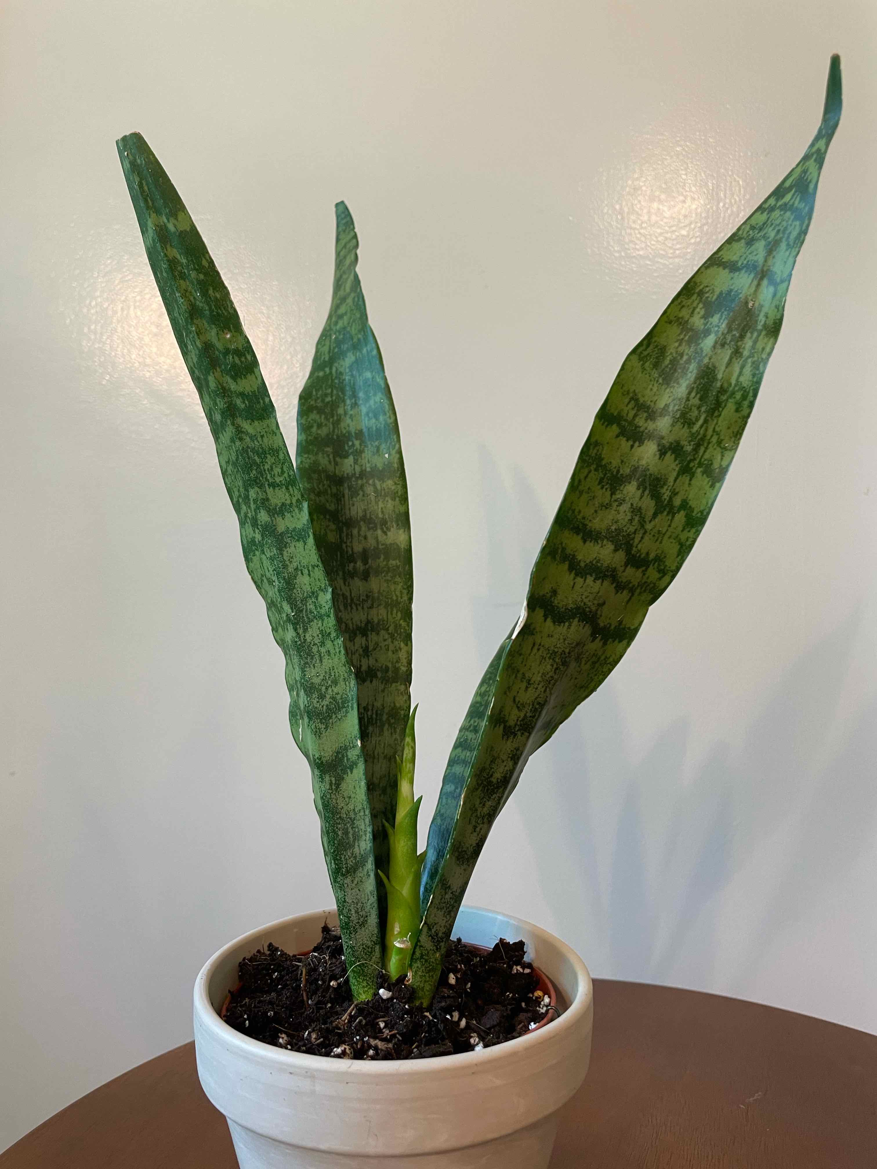Zeylanica Snake Plant in a white pot with healthy, upright leaves.
