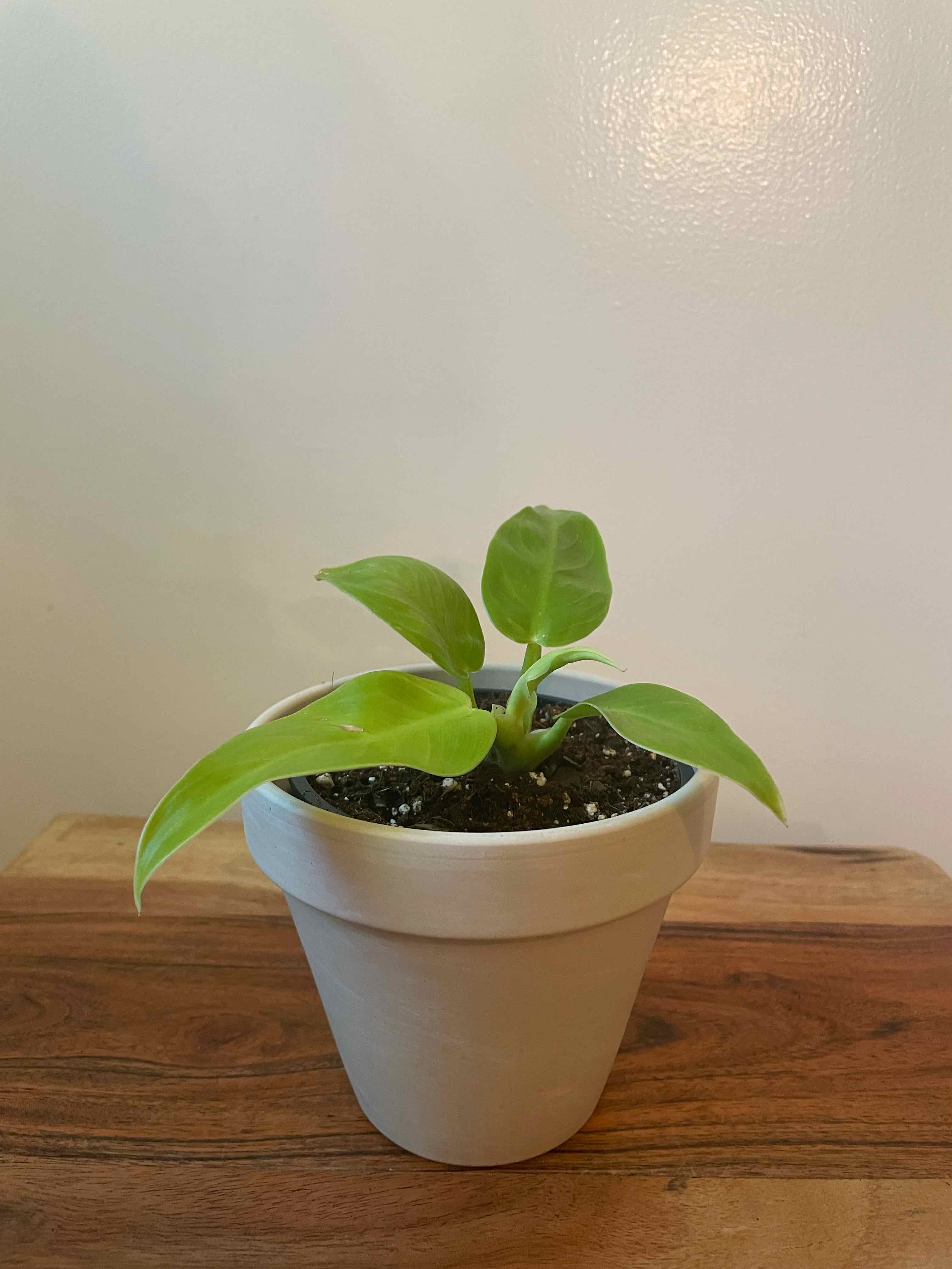 Philodendron 'Moonlight' plant in a white pot on a wooden surface.