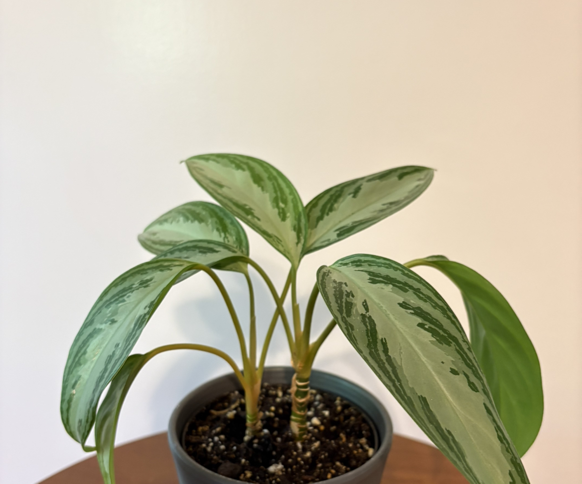 Photo of the plant species Aglaonema 'Silver Bay' by @gummyshark29 named Ginsburg on Greg, the plant care app