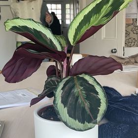 Photo of the plant species Prayer Plant by @CorneliaLind named cali on Greg, the plant care app