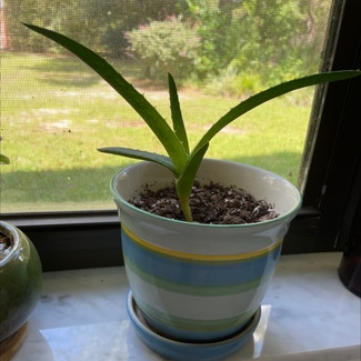 Aloe Vera plant in Lecanto, Florida